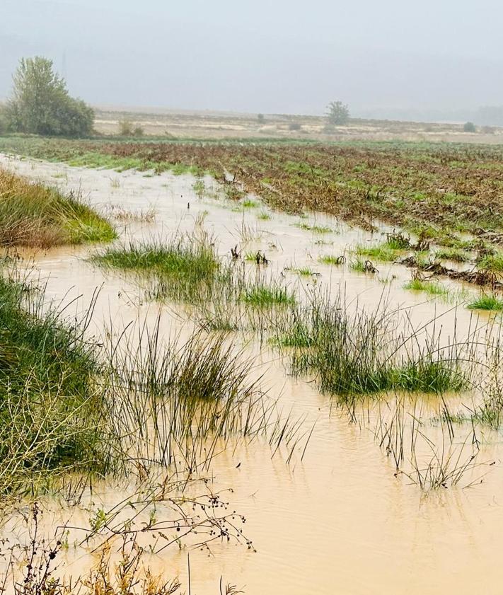 Imagen secundaria 2 - Las lluvias causan pérdidas de 2,5 millones de euros en patatas de siembra en Burgos