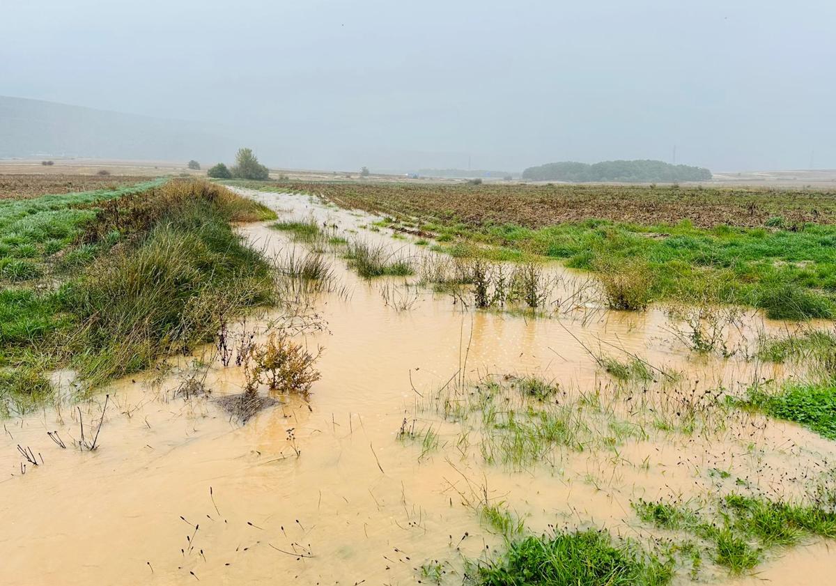 Imagen principal - Las lluvias causan pérdidas de 2,5 millones de euros en patatas de siembra en Burgos