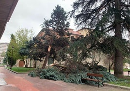 El viento ha derribado árboles en pleno centro de Burgos.