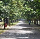 Patrimonio Nacional y Ayuntamiento de Burgos acuerdan talar 15 árboles en el parque del Parral