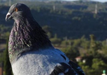 El pienso anticonceptivo para palomas, una solución que Burgos no ve «factible»