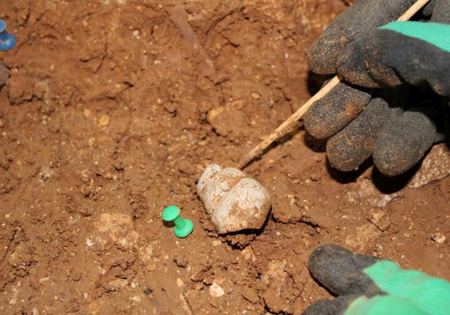 Detalle de la excavación de un fósil de Tylostoma en el nivel 4 de la cueva de Prado Vargas.