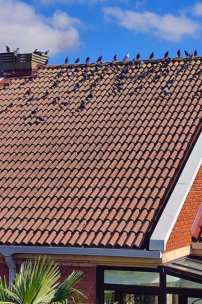 Palomas en el tejado de otra casa de Villatoro.