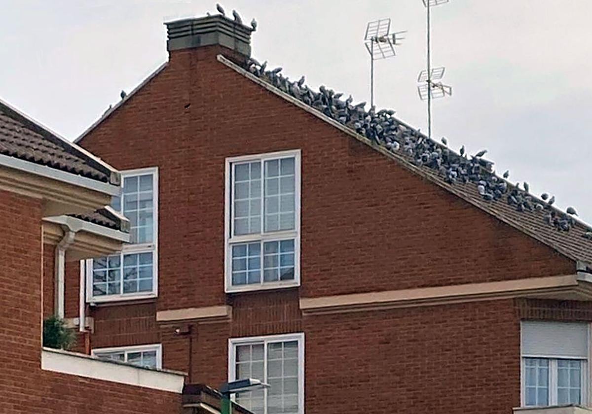 Una casa del barrio de Villatoro con palomas en el tejado.