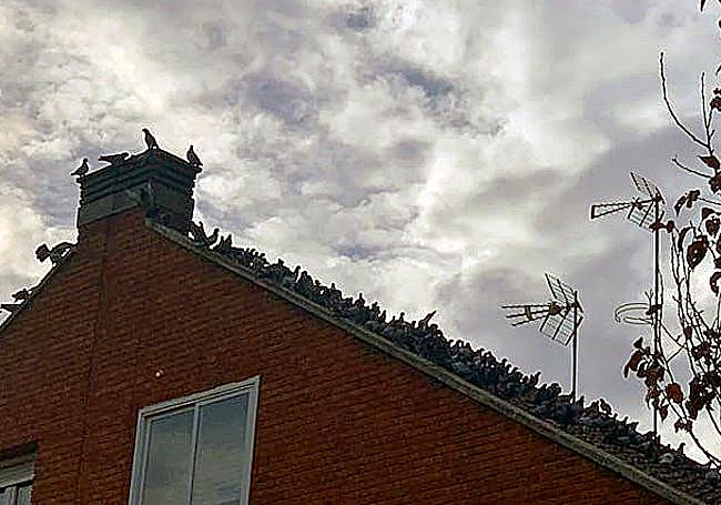 Más palomas en otro tejado.