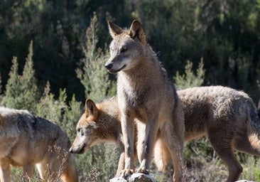 Las manadas de lobos pierden presencia en Burgos mientras aumentan en Castilla y León
