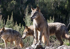 Imagen de archivo de una manada de lobos.