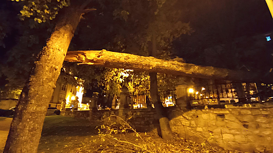 Herido un joven en Burgos tras caerle un árbol encima en el Parque Vara