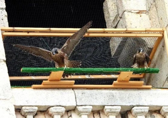 Halcones peregrinos en Burgos dentro del proyecto de reintroducción.