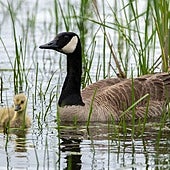 El Humedal de Fuentes Blancas se someterá a una recuperación integral