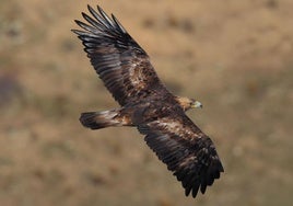 Castilla y León registra un nuevo máximo histórico poblacional del águila imperial ibérica