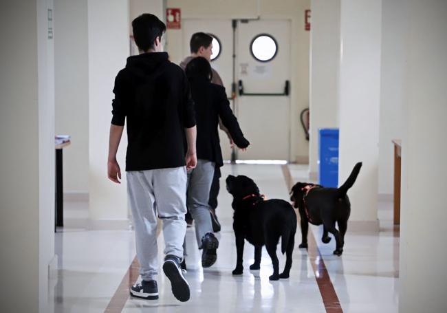 Los residentes con las perras en una de las salas de la residencia.