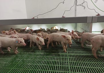 Los productores de porcino tienden la mano al sector vitivinícola de La Ribera