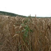 La producción de cereal sube un 88% y da un respiro al campo de Burgos