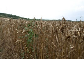 Campo de trigo en Imíruri, en el Condado de Treviño.