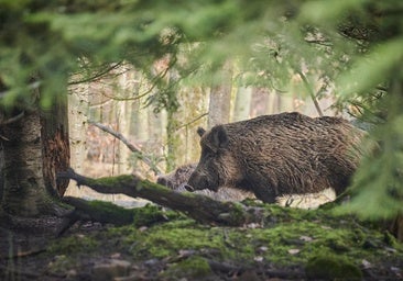 Aparece un jabalí afectado por triquinelosis en Burgos