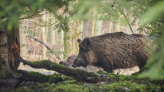 Aparece un jabalí afectado por triquinelosis en Burgos