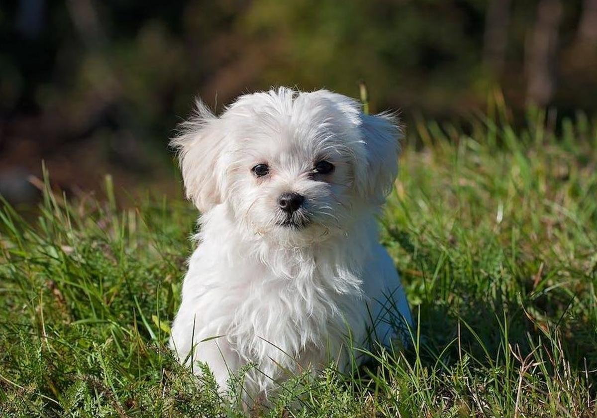 Foto de archivo de un bichón maltés.