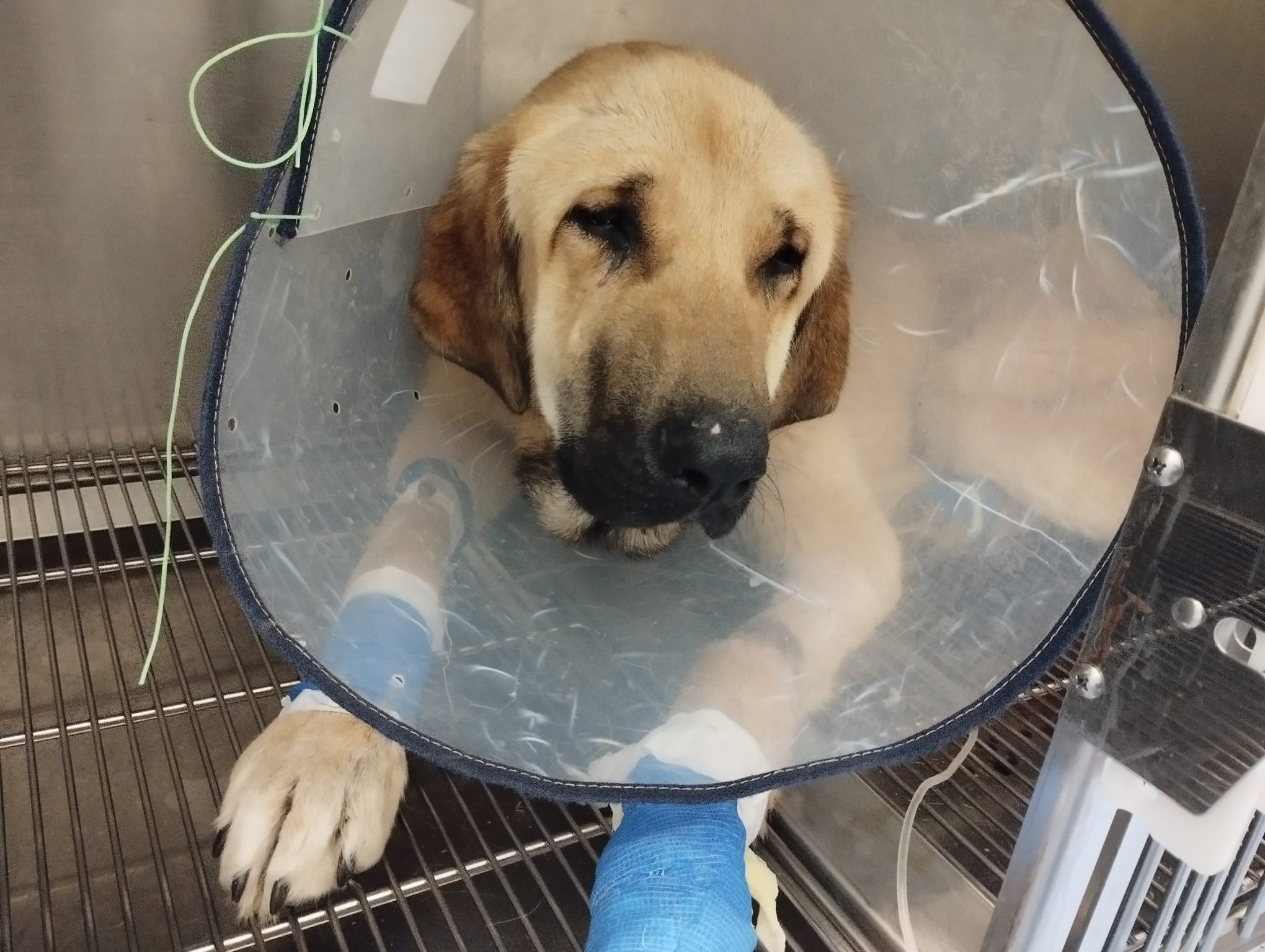 Argos, un mastín rescatado por Voluntarios Animales Burgos y que ha necesitado antibióticos por una infección.