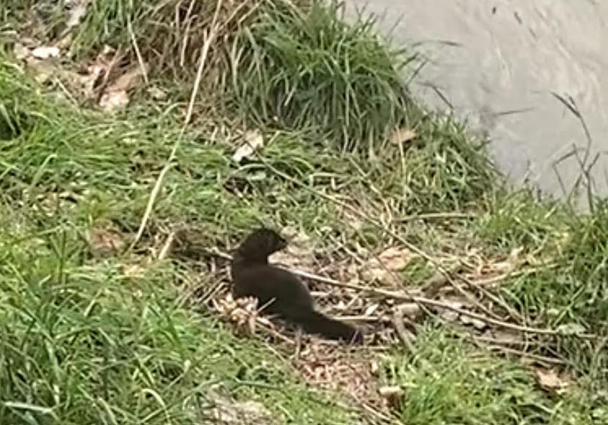 Visón en el río Vena, en Burgos.
