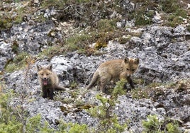 Animala en la naturaleza, en Arauzo de Miel.