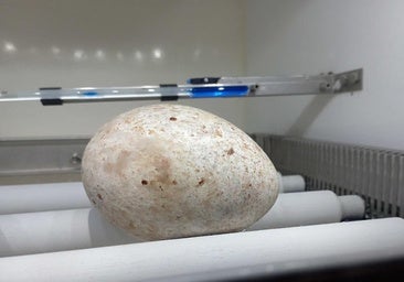 El milagro del huevo de buitre negro rescatado en Burgos