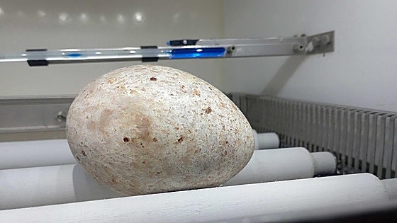 El milagro del huevo de buitre negro rescatado en Burgos