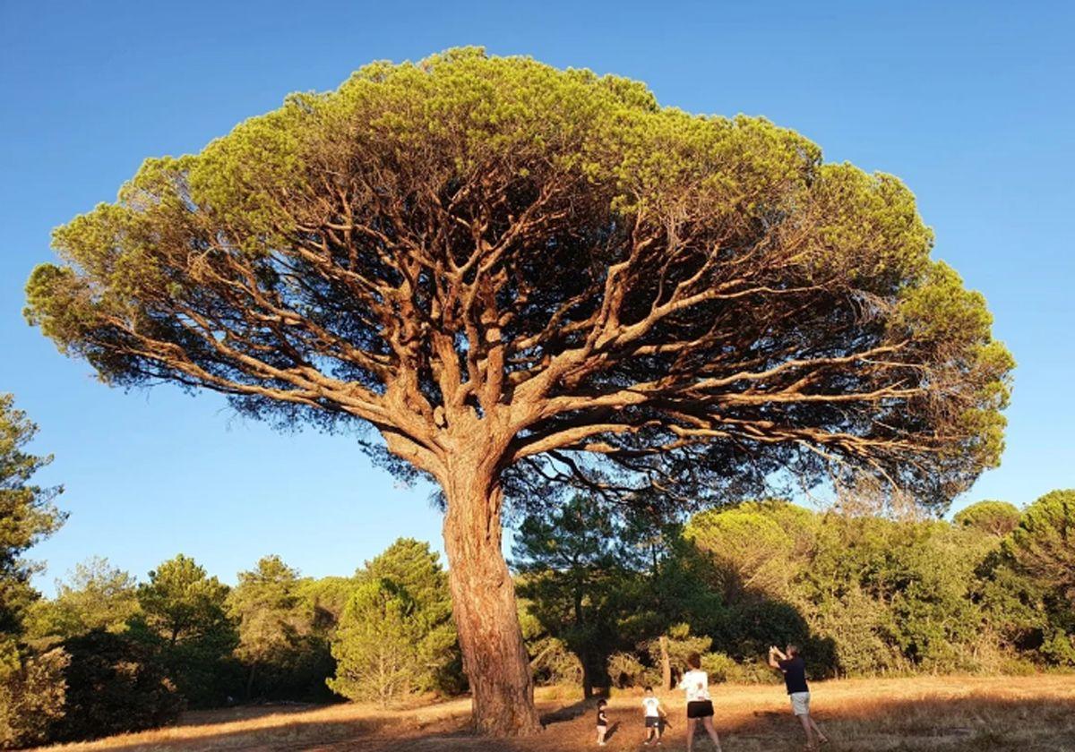 La Ruta Ribera invertirá 280.000 euros en la protección de sus árboles singulares