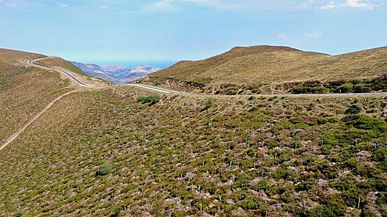 Plantan 700 árboles en el entorno del Picón Blanco para favorecer la biodiversidad