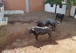 Los corrales del Coliseum donde reposan los astados antes de las corridas.