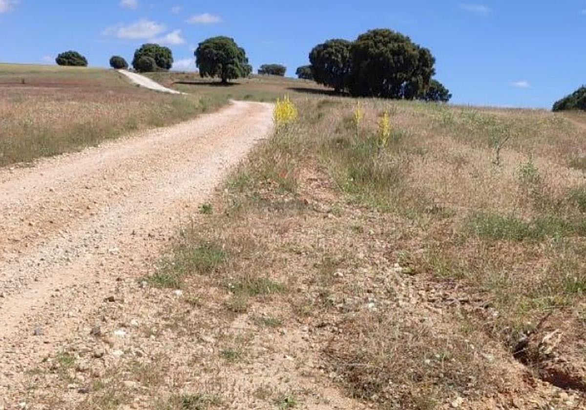 Un tramo del camino que se va a reparar.