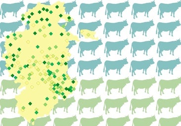 Menos vacas pero muy repartidas: así se distribuye el ganado bovino en Burgos