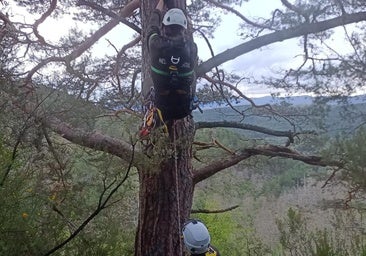 Recuperan en un pueblo de Burgos un huevo de buitre negro de un nido abandonado