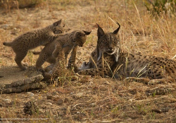 Hembra de lince ibérico junto a sus dos cachorros, en el Centro de cría lince ibérico Acebuche.