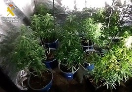 Se han desmantelado dos plantaciones interiores.