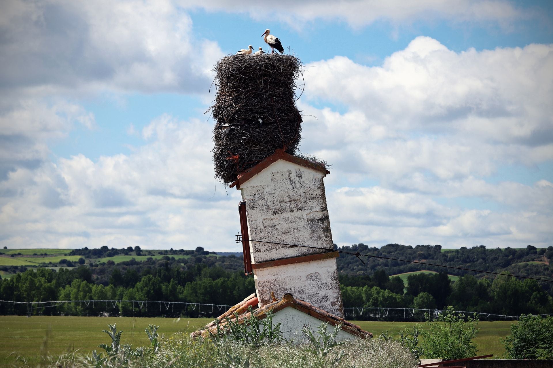 Así es el gigantesco y más famoso nido de cigüeña que está en Burgos sobre una torre inclinada