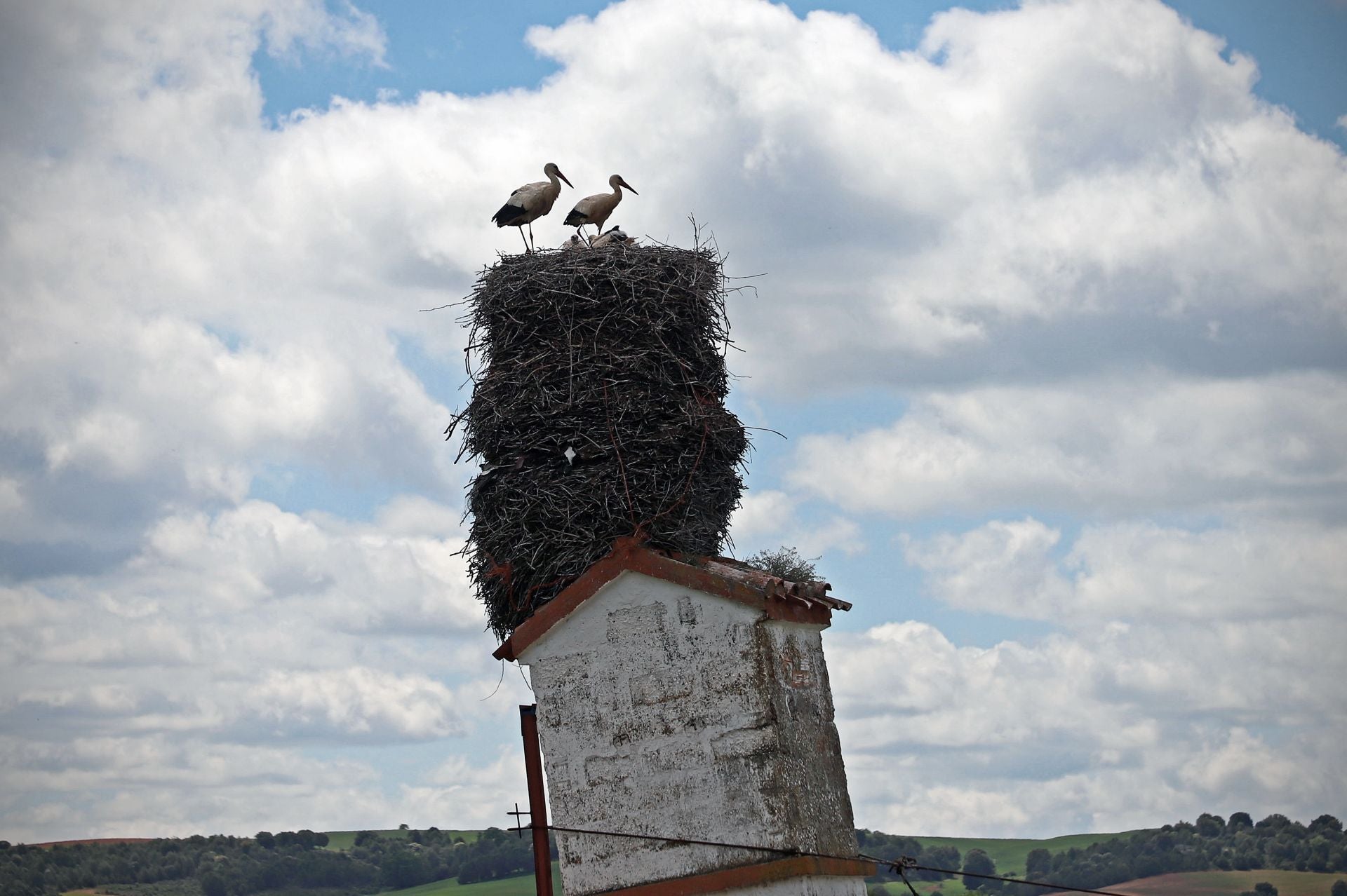 Así es el gigantesco y más famoso nido de cigüeña que está en Burgos sobre una torre inclinada