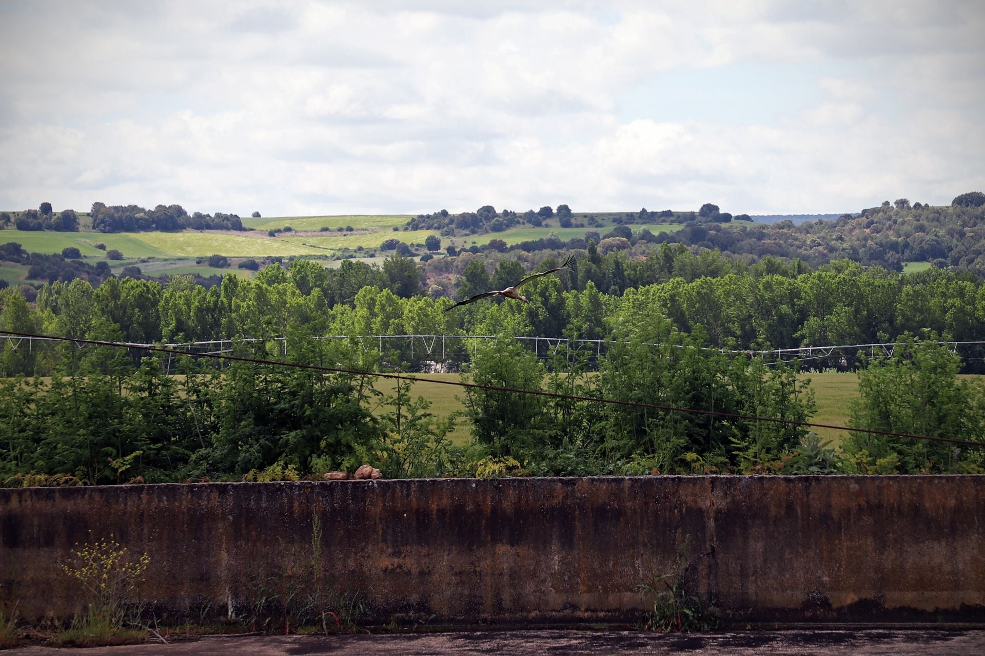 Así es el gigantesco y más famoso nido de cigüeña que está en Burgos sobre una torre inclinada