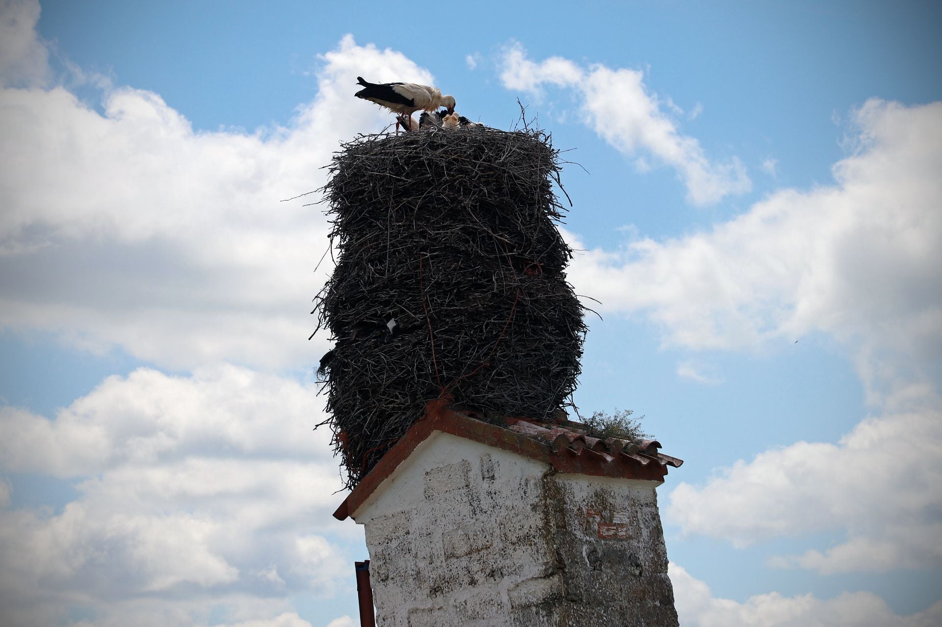 Así es el gigantesco y más famoso nido de cigüeña que está en Burgos sobre una torre inclinada