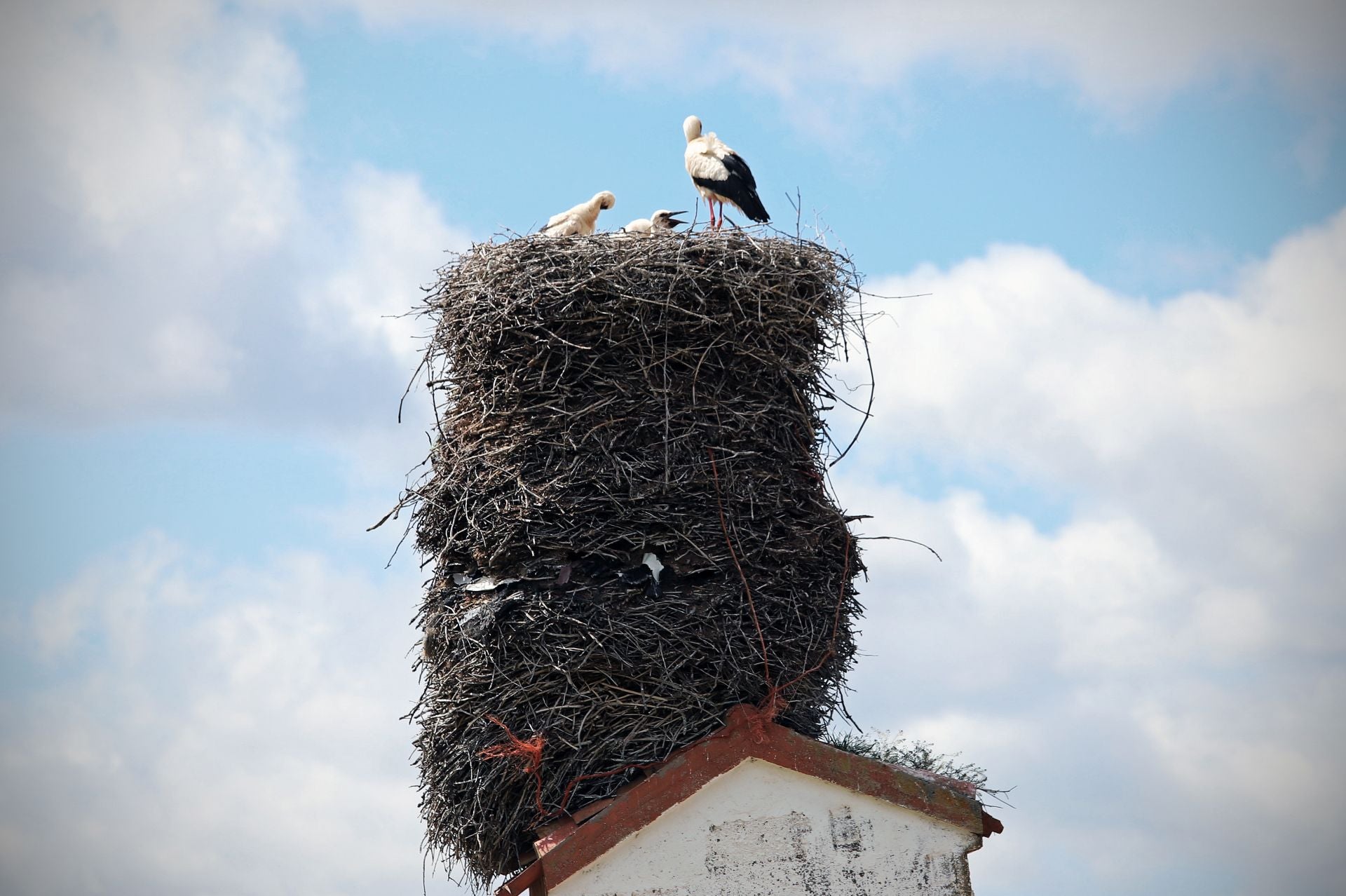 Así es el gigantesco y más famoso nido de cigüeña que está en Burgos sobre una torre inclinada