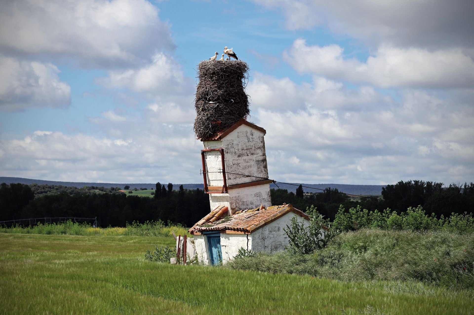 Así es el gigantesco y más famoso nido de cigüeña que está en Burgos sobre una torre inclinada