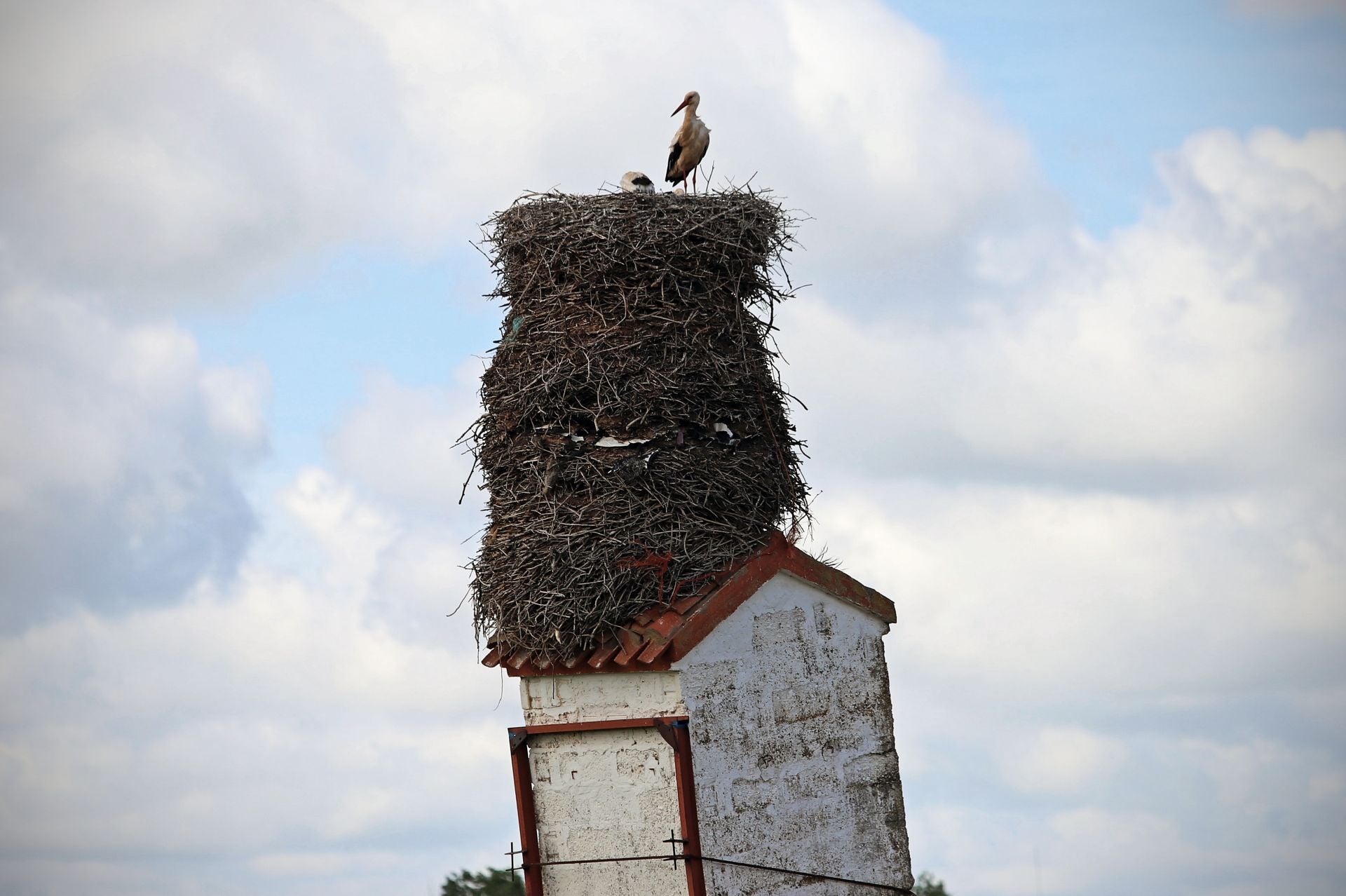 Así es el gigantesco y más famoso nido de cigüeña que está en Burgos sobre una torre inclinada