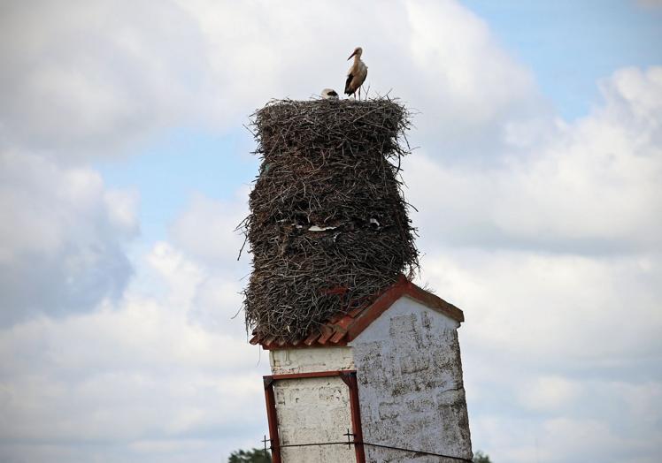 Equilibrio. Los tres nidos sobre la torre inclinada.