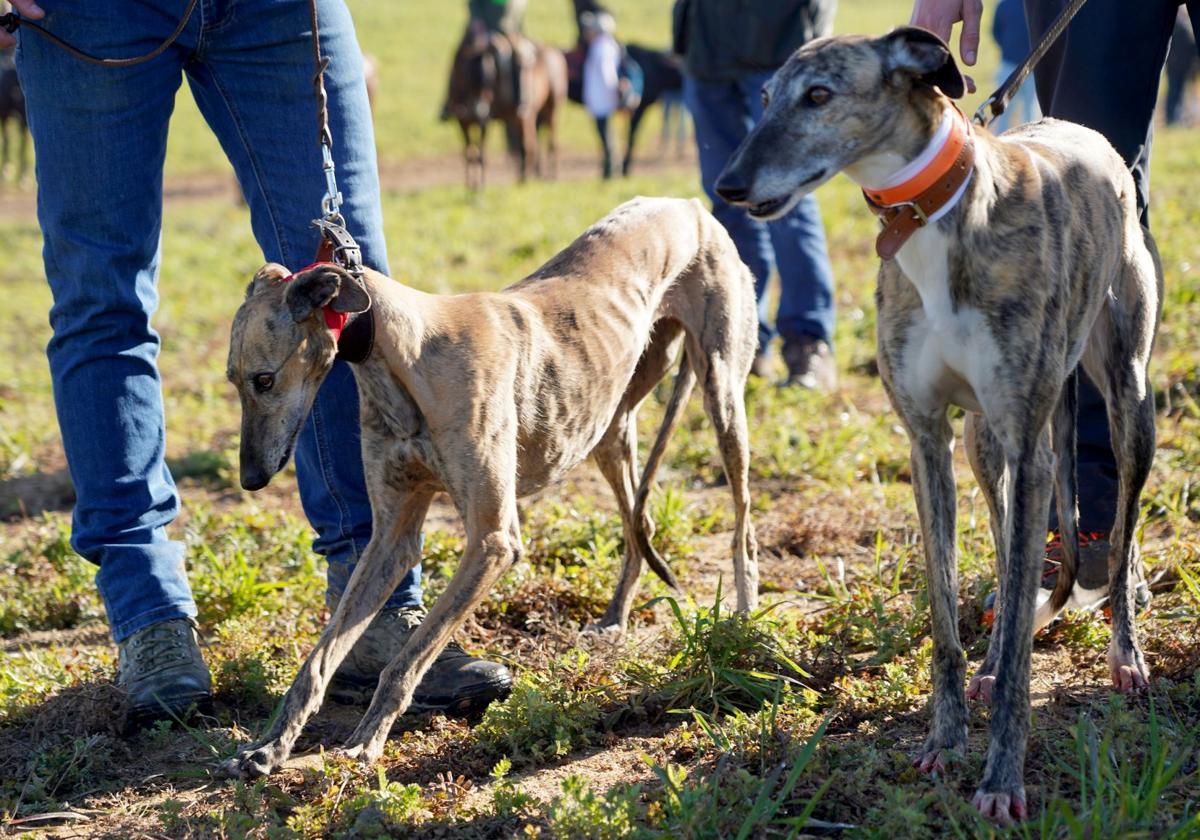 El pueblo de Burgos que organiza un concurso de belleza para galgos