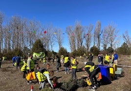 Plantación de las 76 encinas.