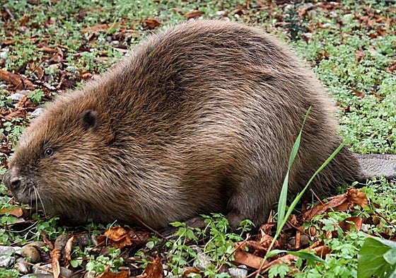 Un ejemplar de castor europeo con su peculiar cola plana