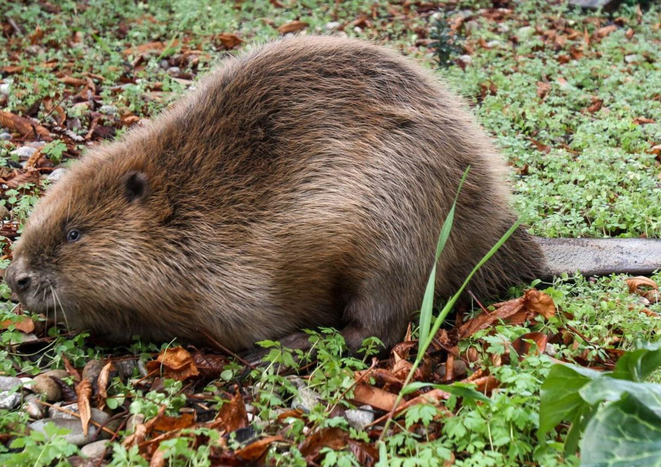 Un ejemplar de castor europeo con su peculiar cola plana