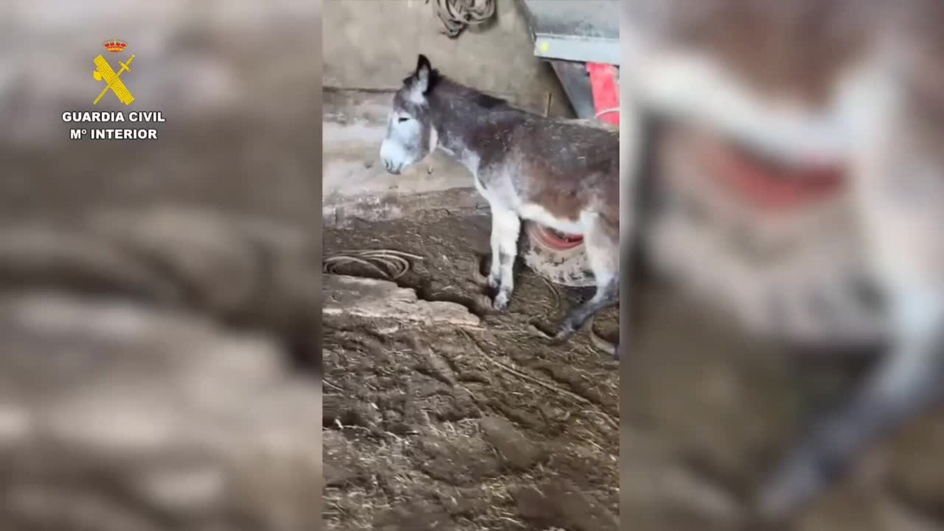 Descubren decenas de animales en estado de abandono y maltrato en una granja de Burgos