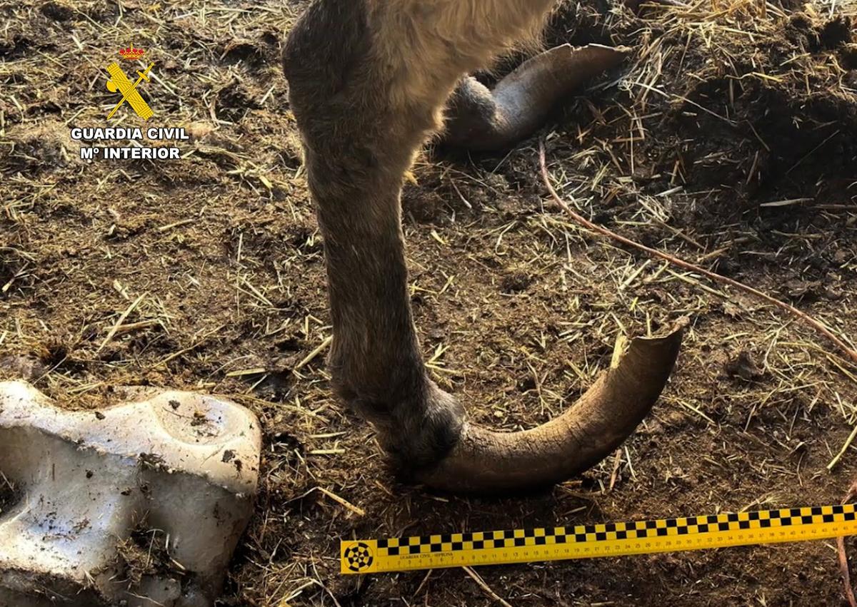 Imagen secundaria 1 - Investigan por maltrato a un ganadero de Burgos por tener decenas de animales abandonados