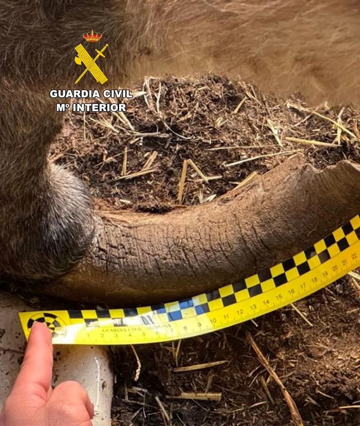 Imagen secundaria 2 - Investigan por maltrato a un ganadero de Burgos por tener decenas de animales abandonados